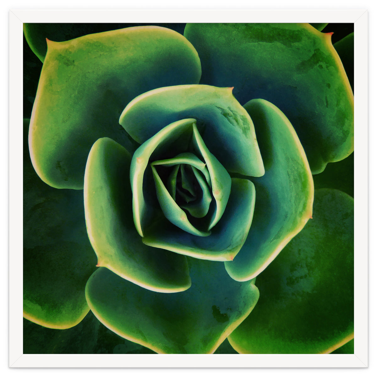 DARKSIDE OF SUCCULENTS XIII