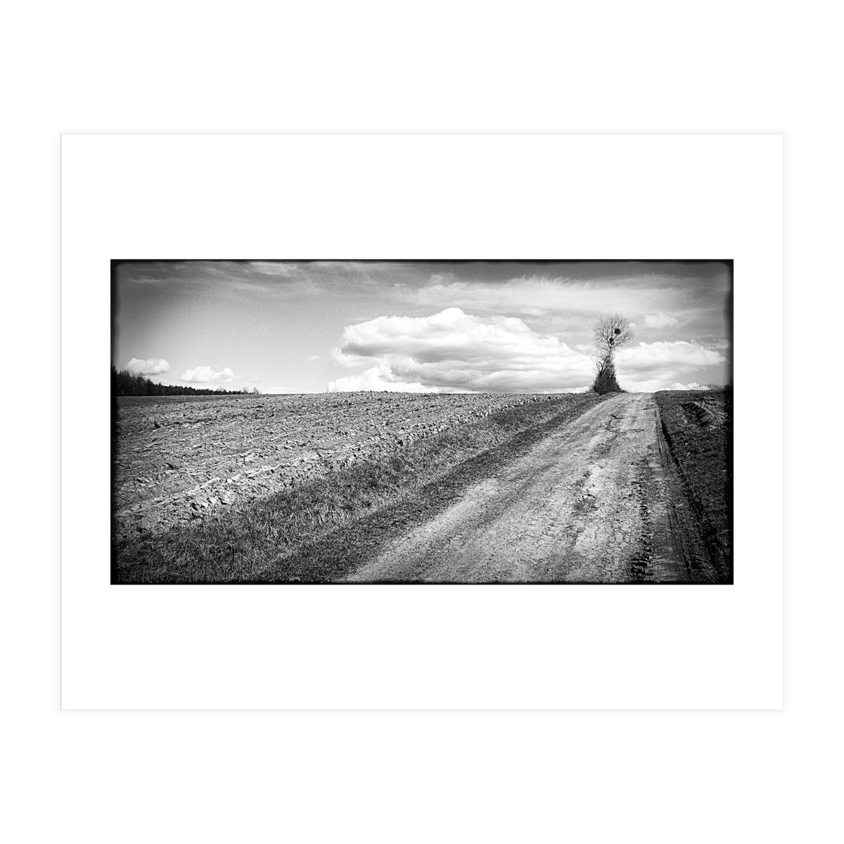 Lonely tree (Print Only)
