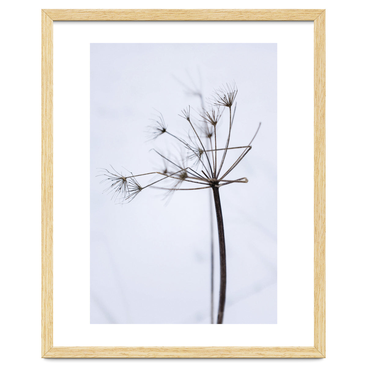 Wildflower in Winter