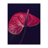 Dark Ruby (Print Only) thumbnail