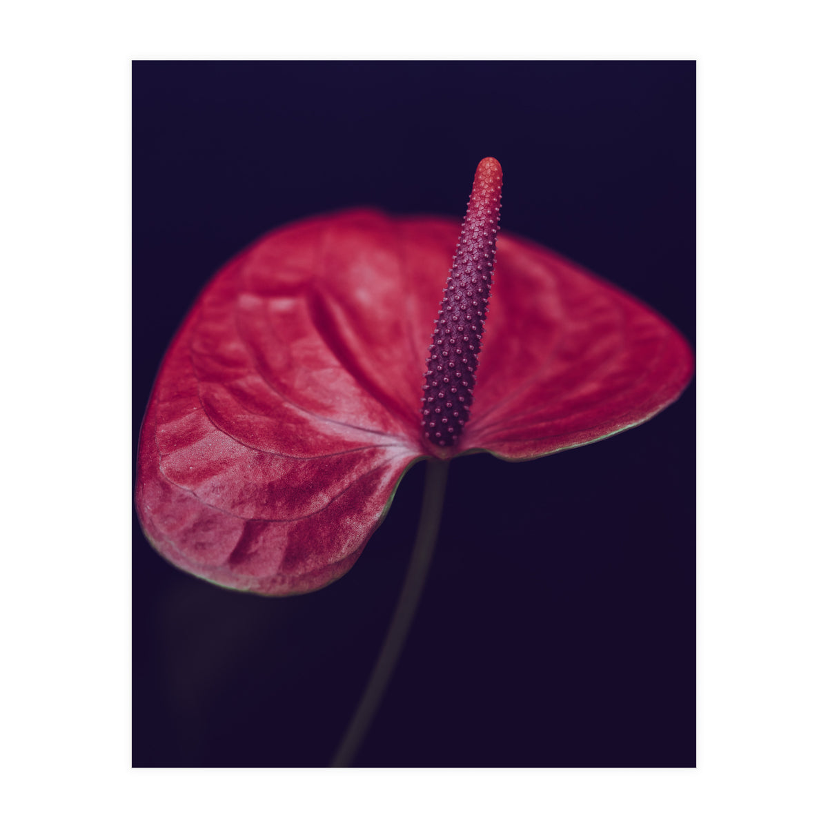 Dark Ruby (Print Only)