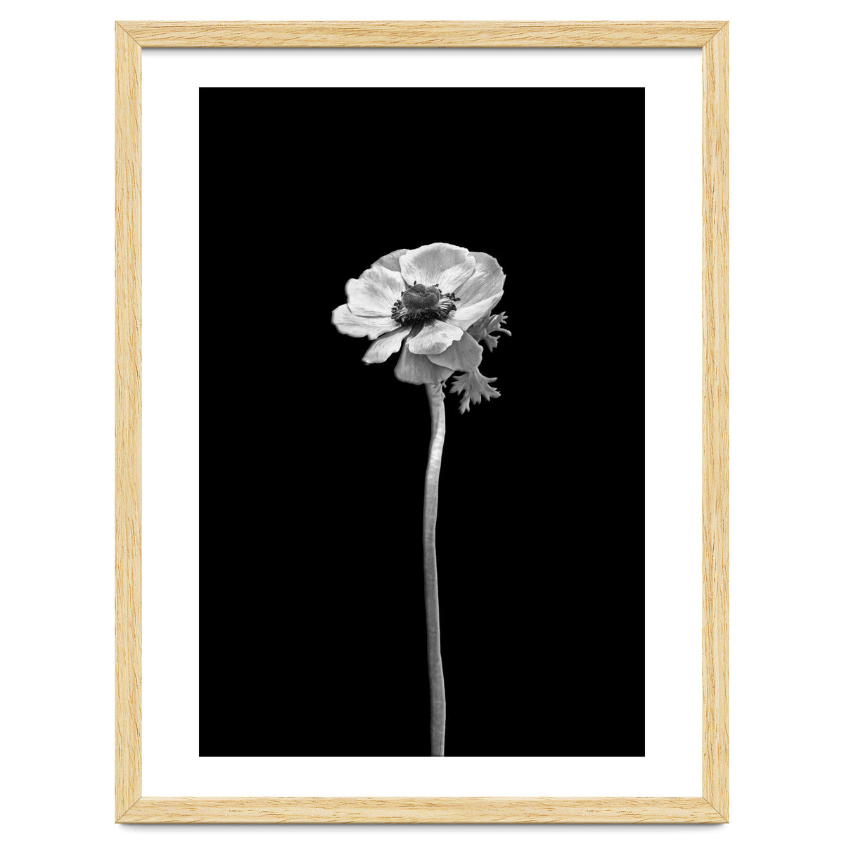 Anemone coronaria | dark design