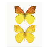 Cc Butterflies 08 (Print Only) thumbnail