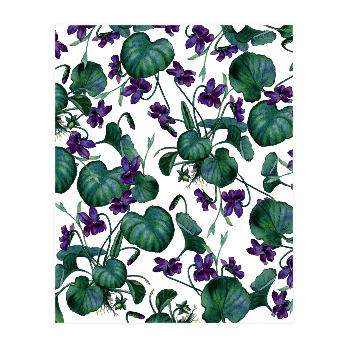 Violets (Print Only)