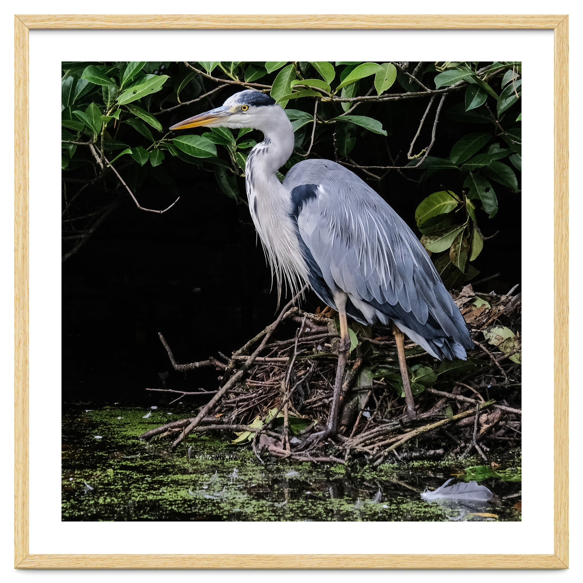 Heron