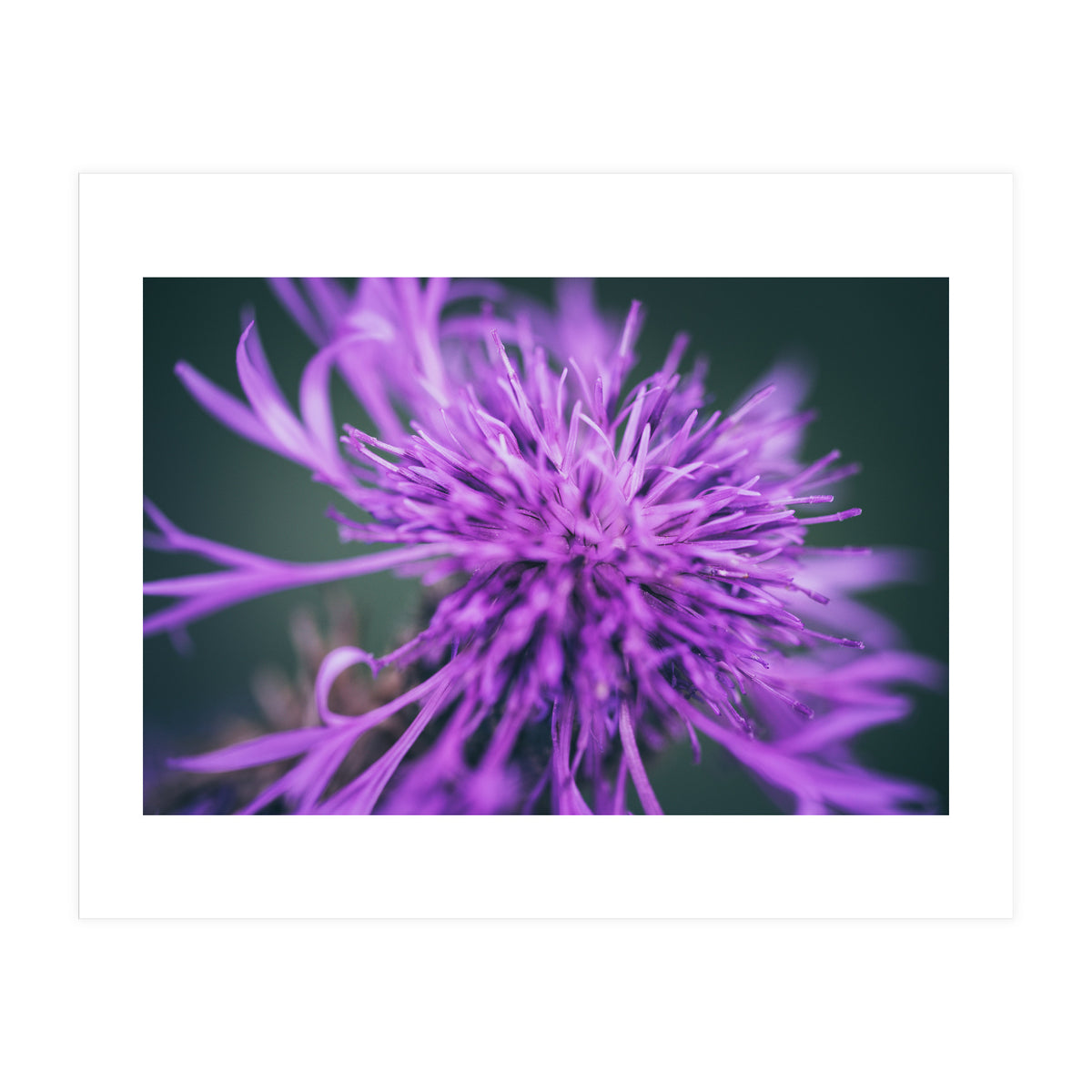 Amethyst (Print Only)