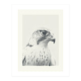 Hawk 2018 (Print Only) thumbnail