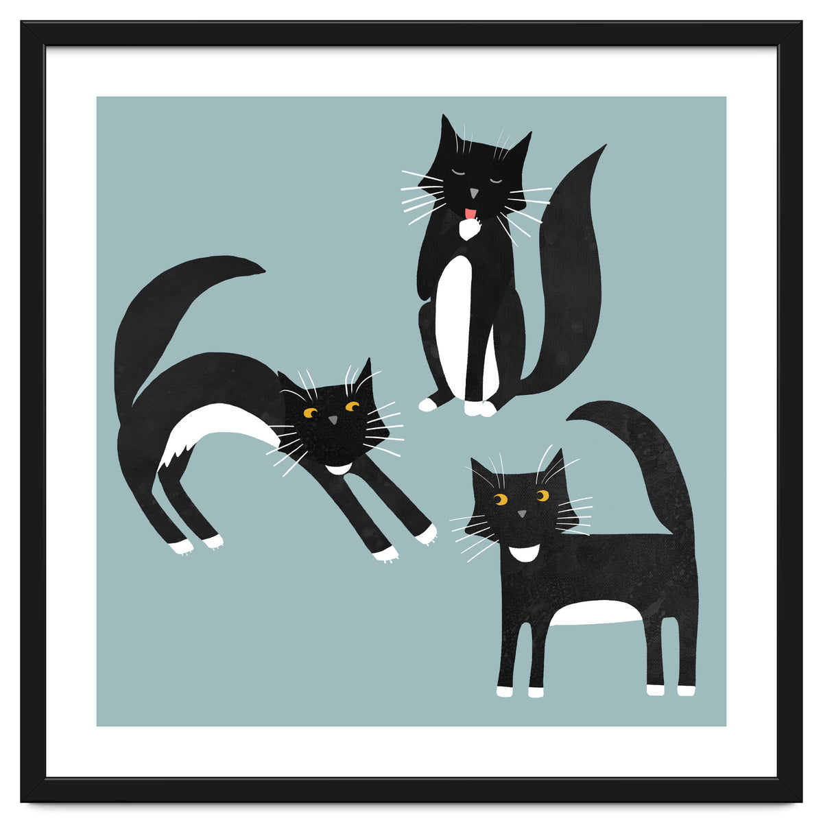 Black and White Tuxedo Cats