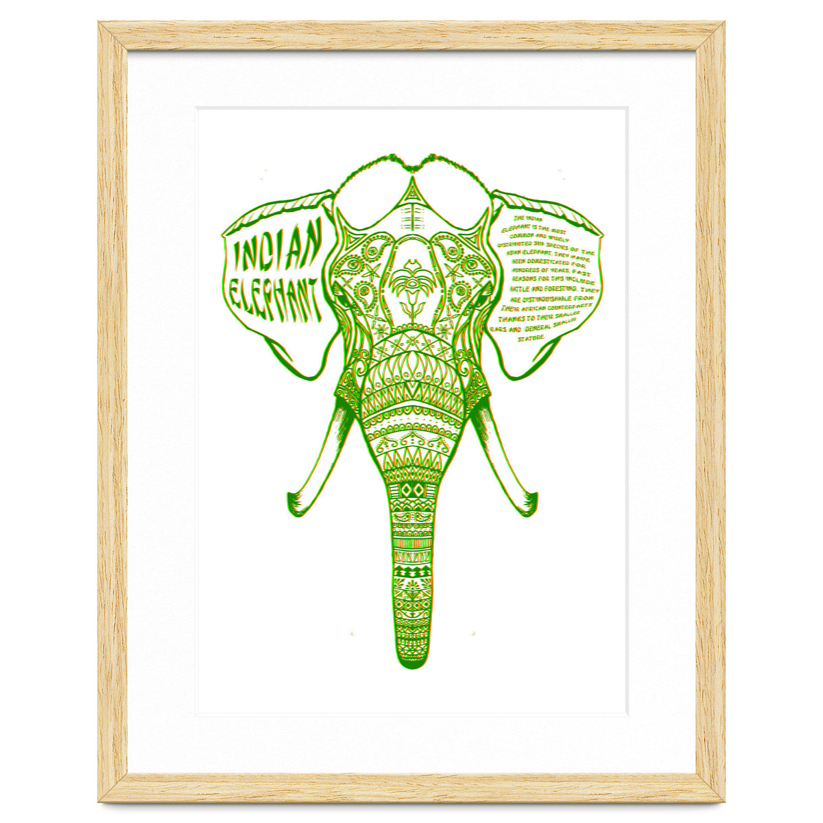 Indian Elephant