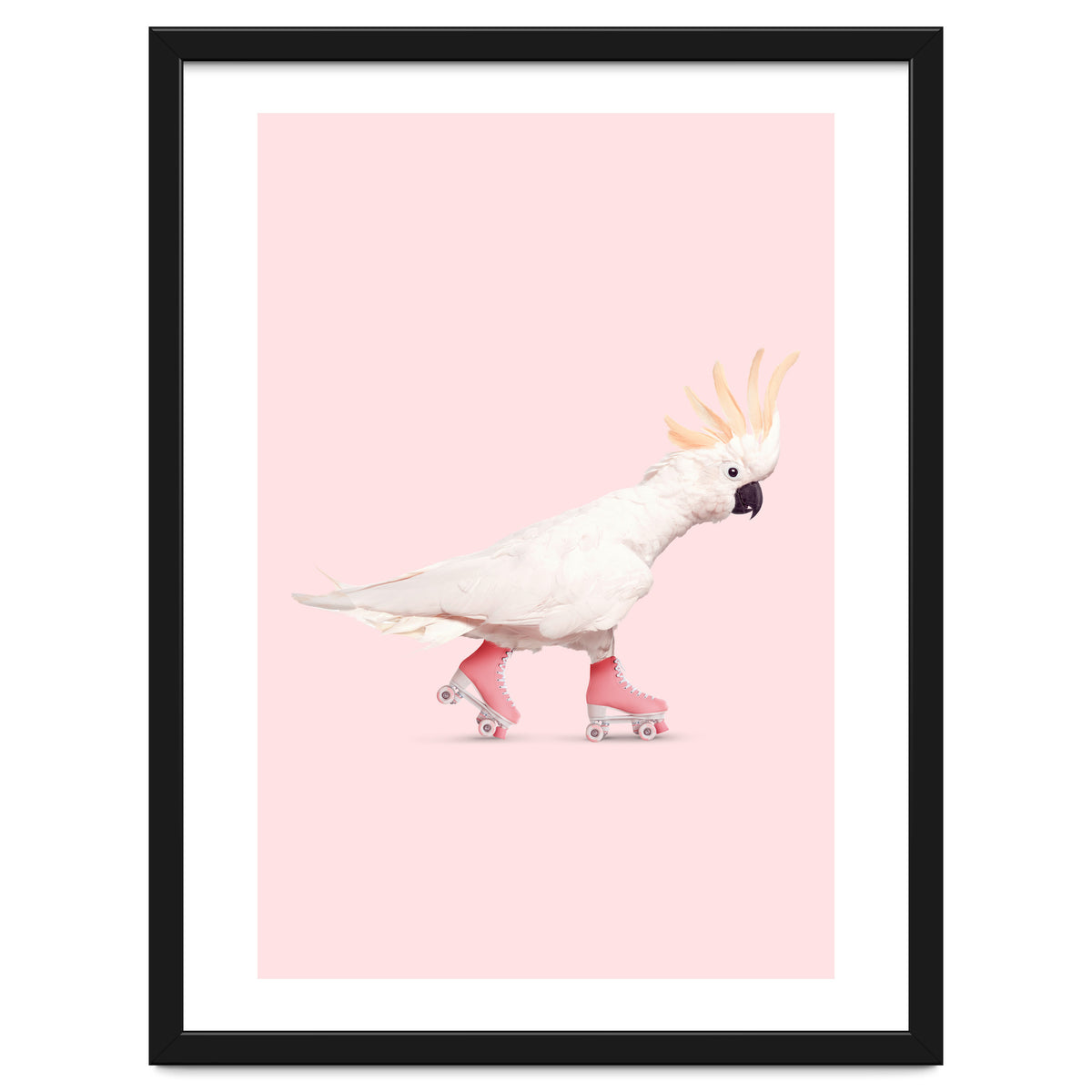 Rollerskating Cockatoo