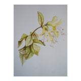 Honeysuckles (Print Only) thumbnail