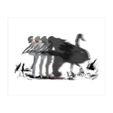 The Black Swan (Print Only) thumbnail