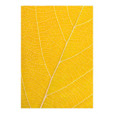 Autumn Leaf (Print Only) thumbnail