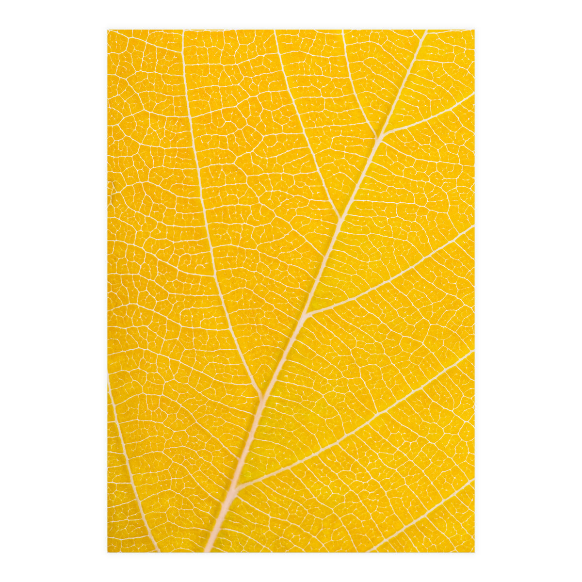 Autumn Leaf (Print Only)