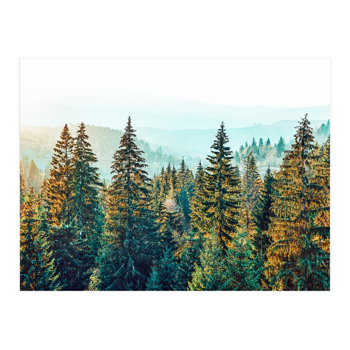 Pine Beauty (Print Only)