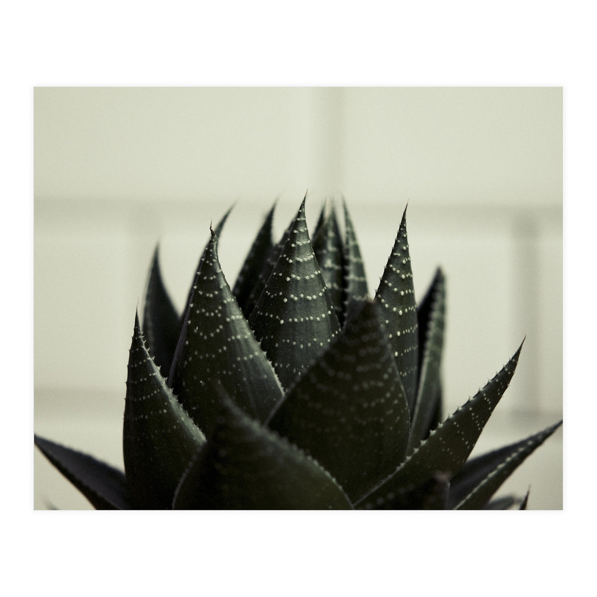 Succulent (Print Only)