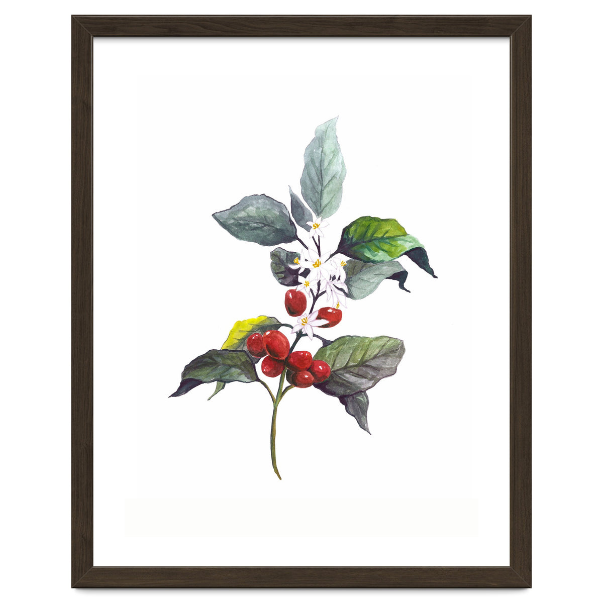 1 Botanical Illustration Kaffee Pflanze