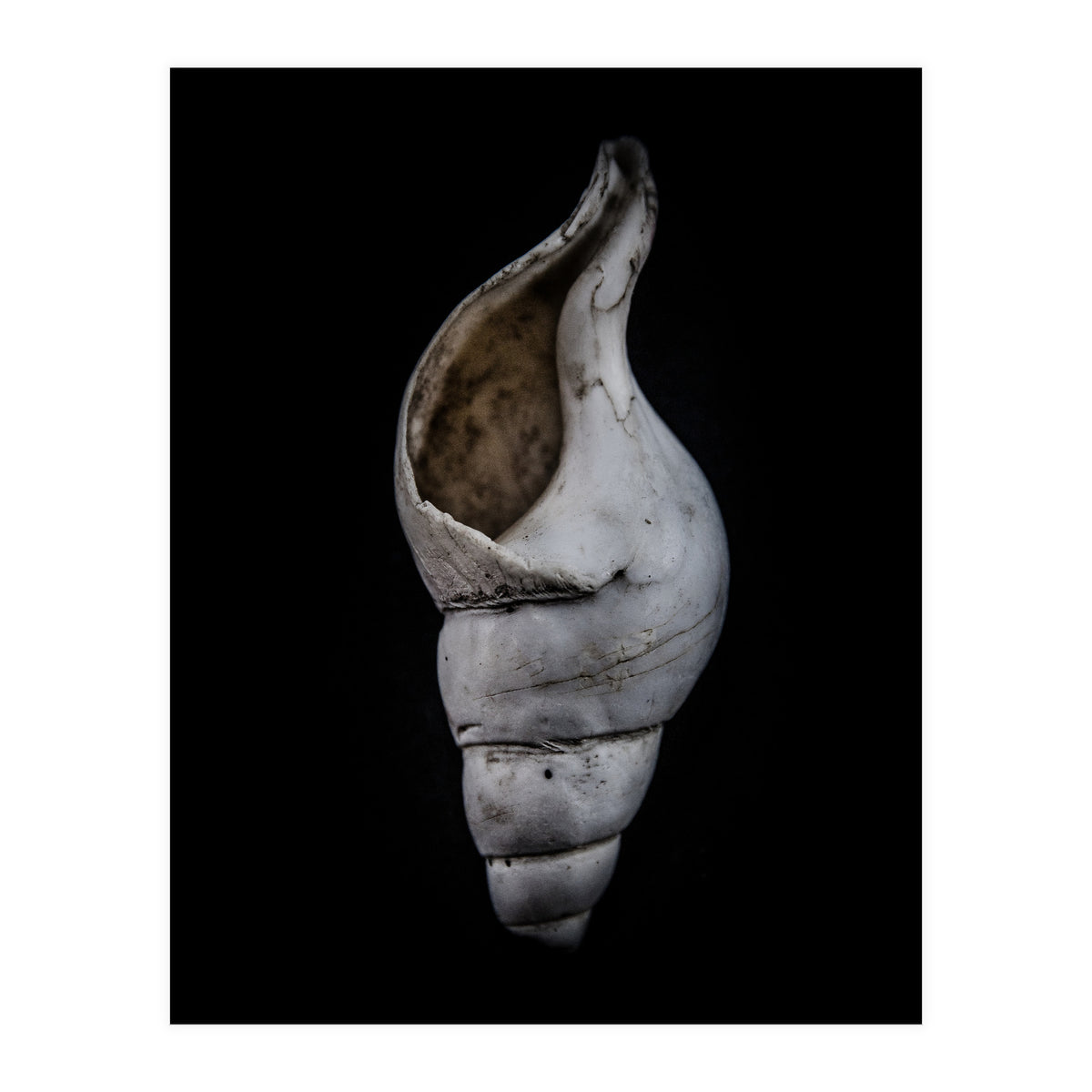 Shells No 12 Color Version (Print Only)