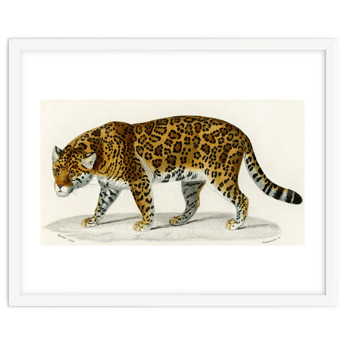Jaguar (Panthera Onca) illustrated