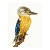 Cc Birds 07 (Print Only) thumbnail