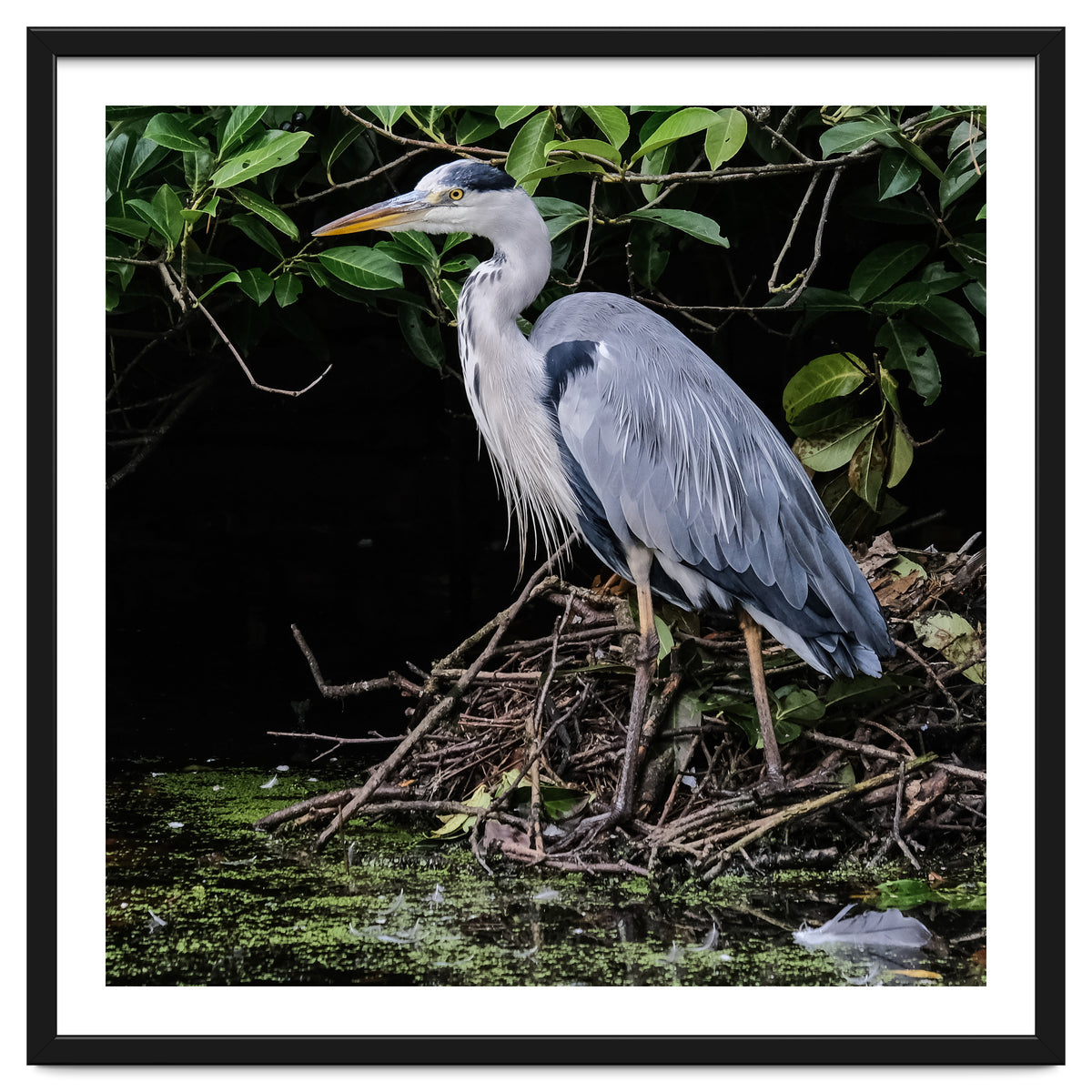 Heron