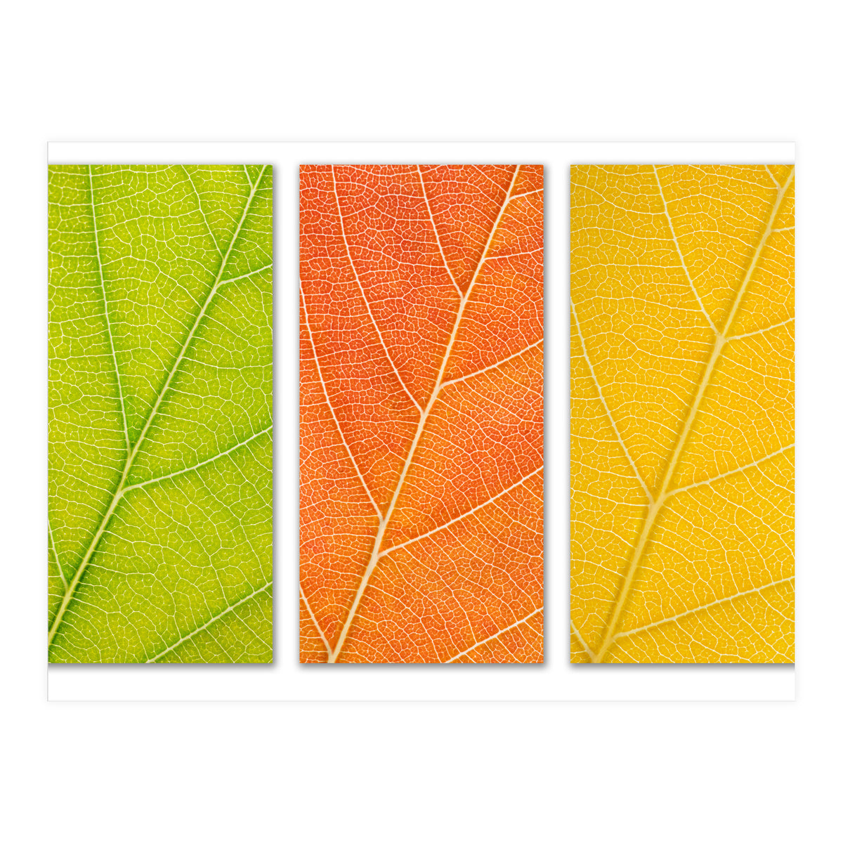 Autumn Leaves (Print Only)