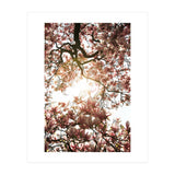 Magnolia tree (Print Only) thumbnail