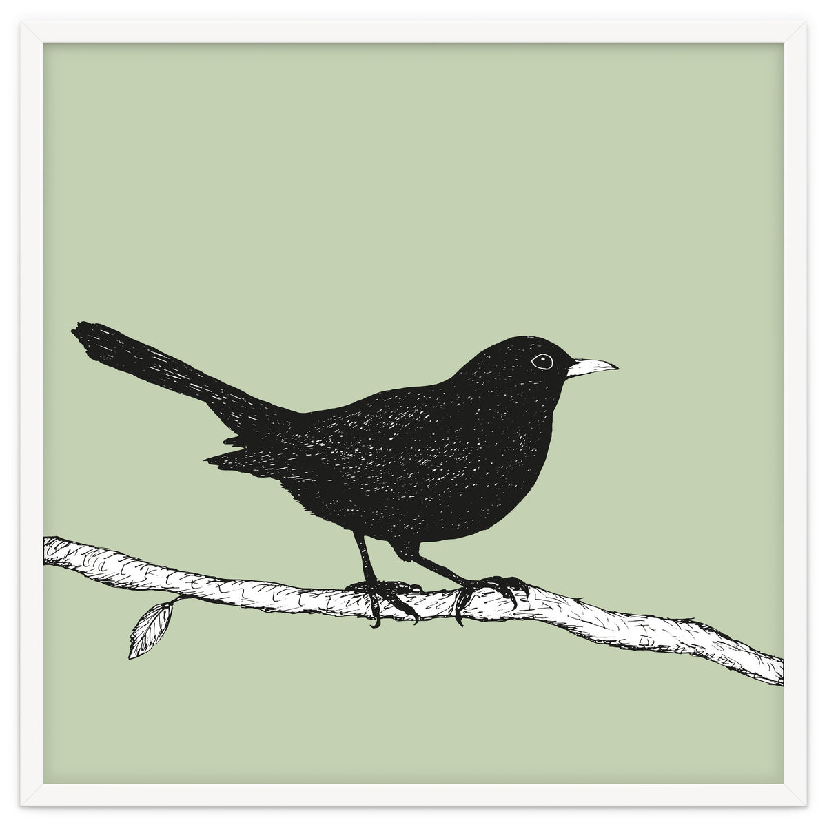 Blackbird pen drawing