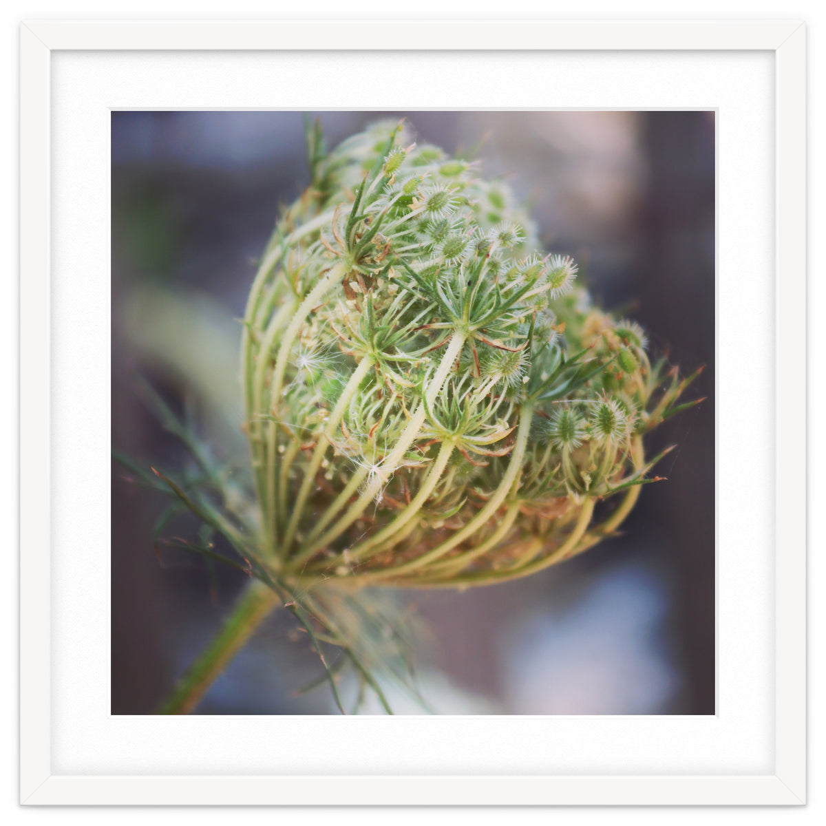 Seed head