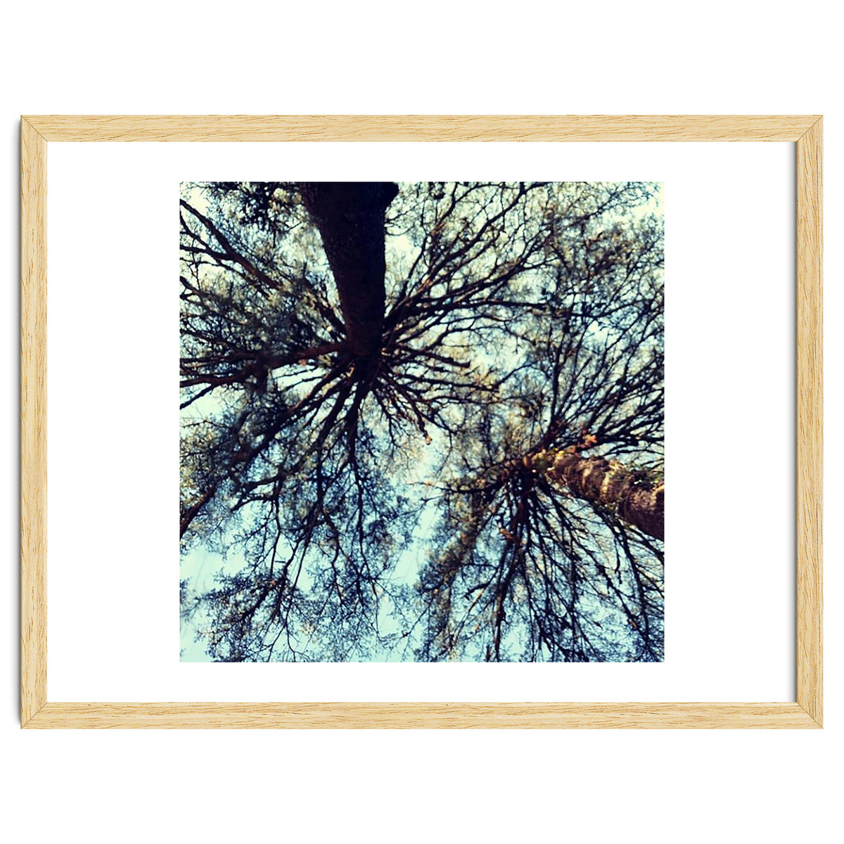 Ataraxia - Tree Series 3