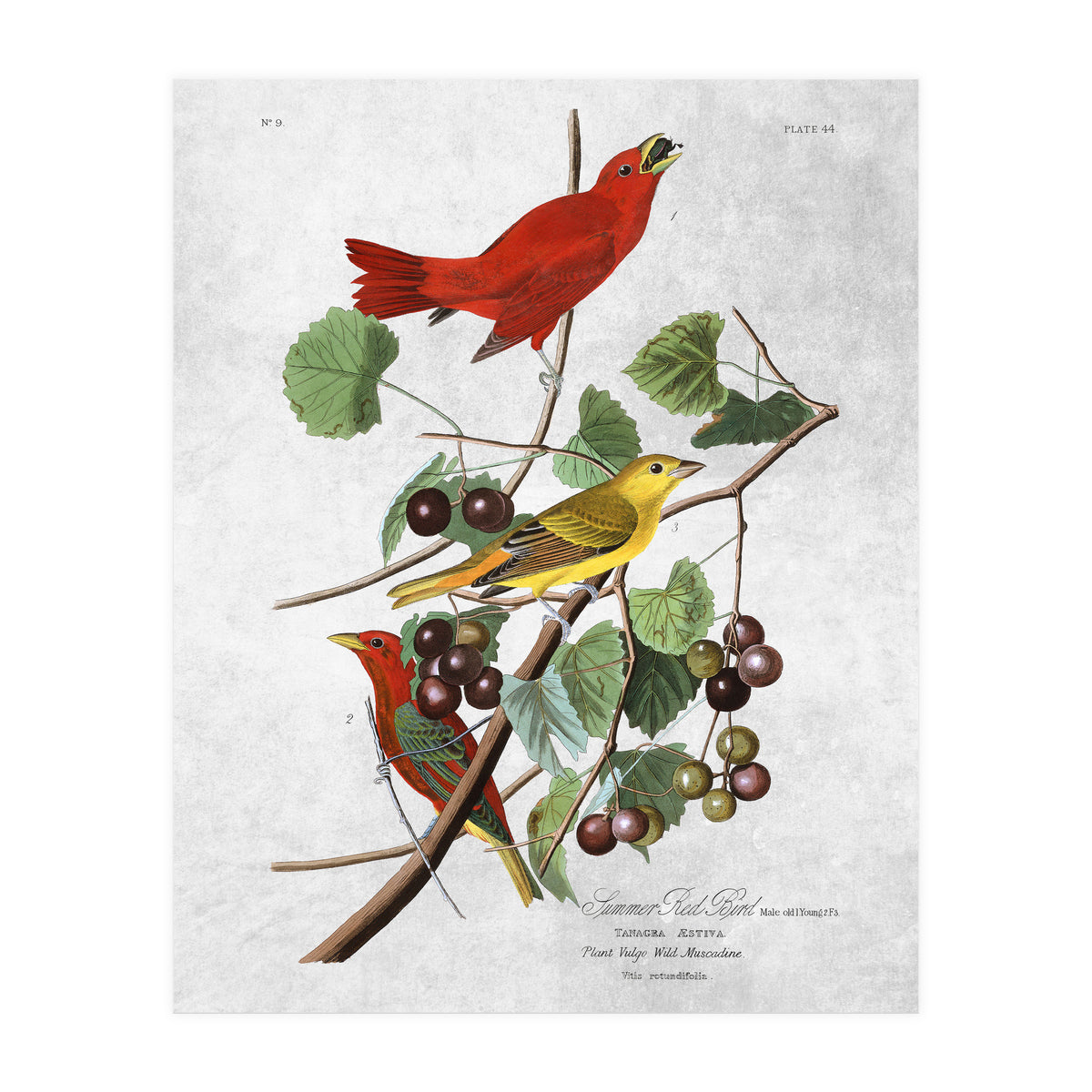 uccelli (Print Only)