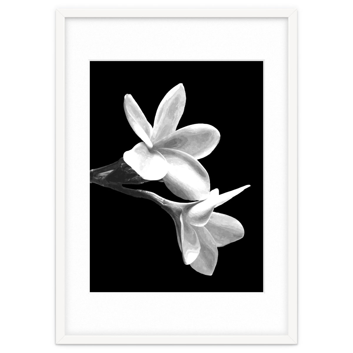 Black and White Flowers