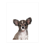 Chihuahua (Print Only) thumbnail