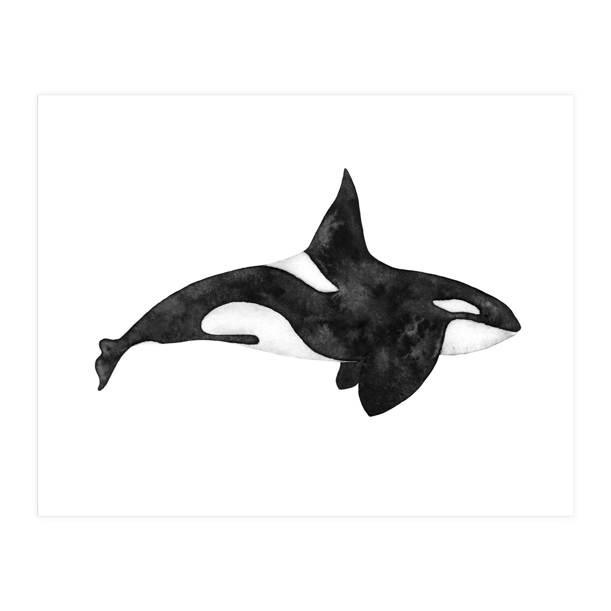 Orca (Print Only)