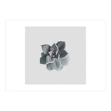 Succulent (Print Only) thumbnail