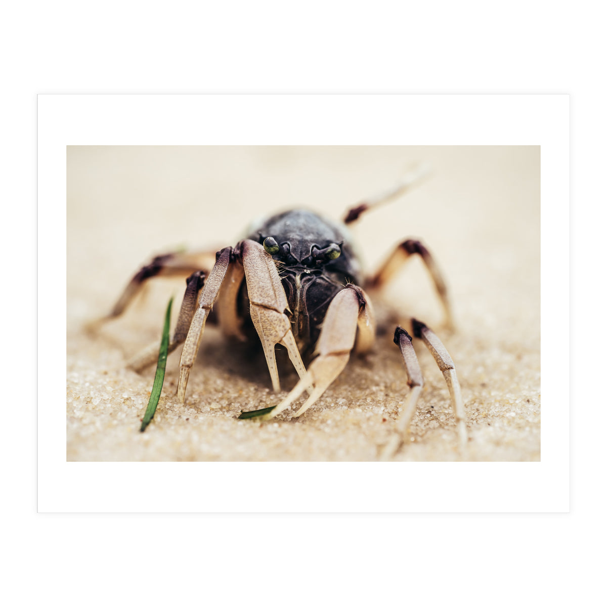 Almond Beach (Print Only)