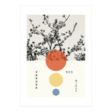 Sakura - Cherry blossom - Japanese - Photography (Print Only) thumbnail