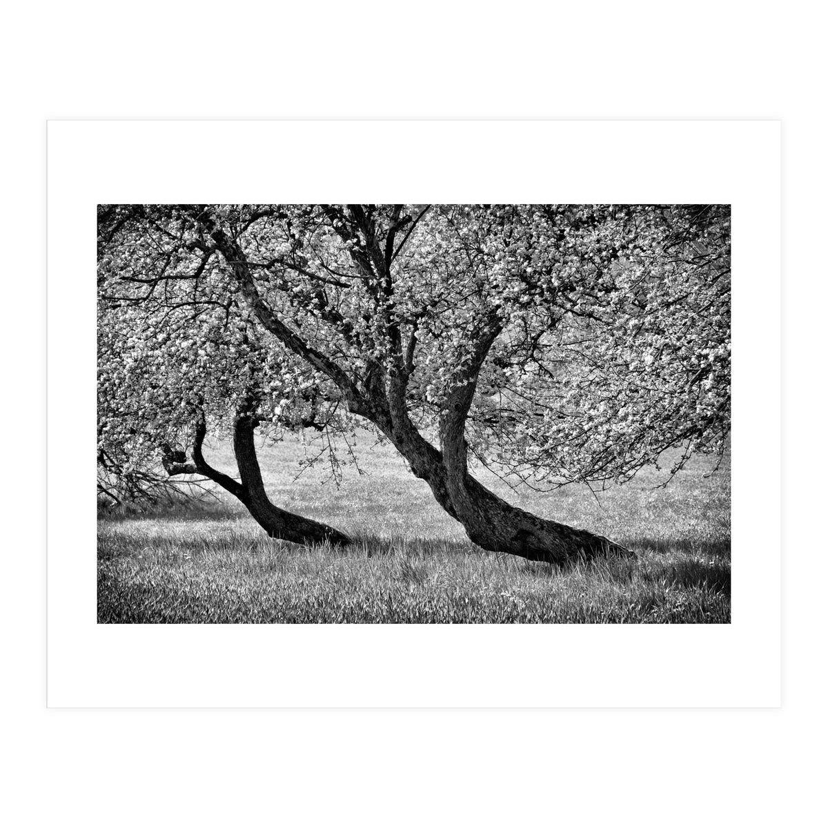 Bend over (Print Only)