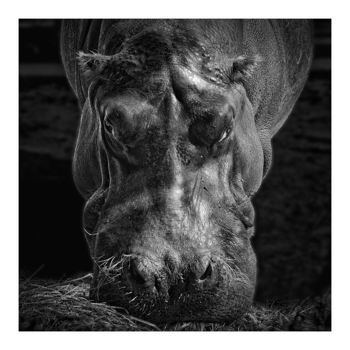 Hippopotamus (Print Only)