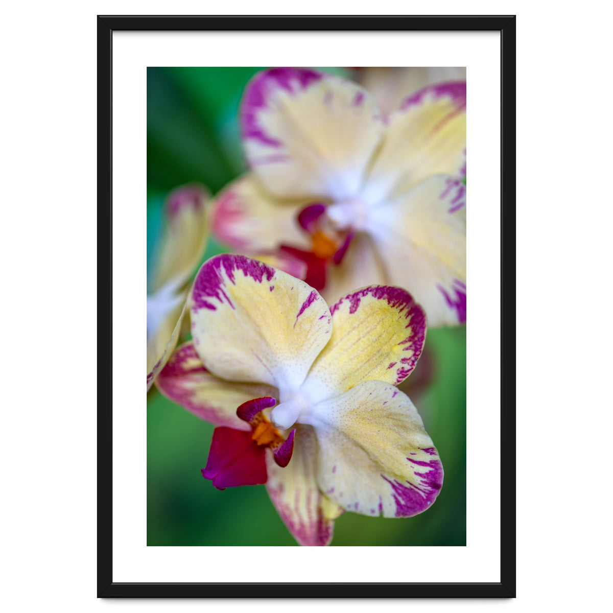 Orchidee Phalleanopsis