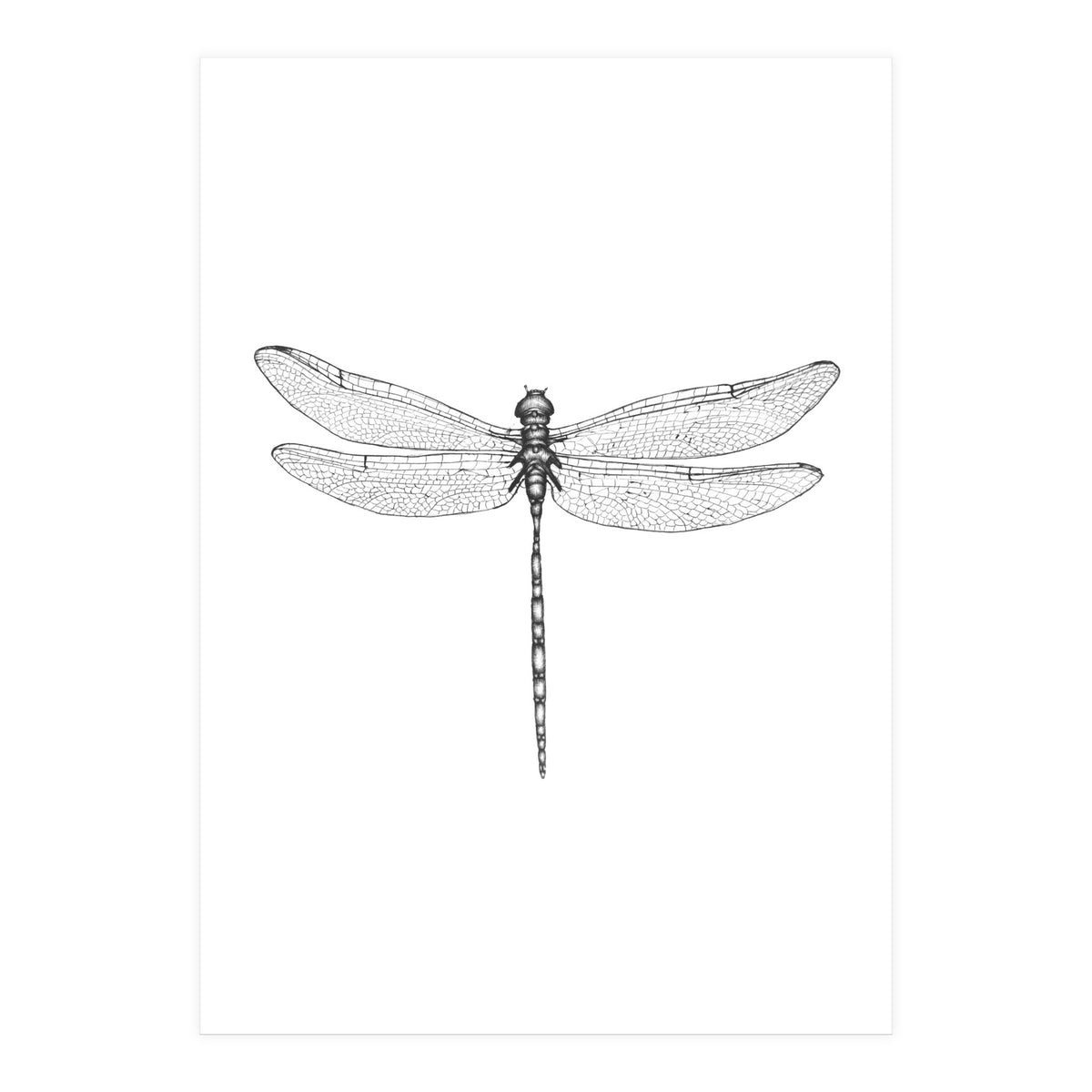 Dragonfly Wings (Print Only)