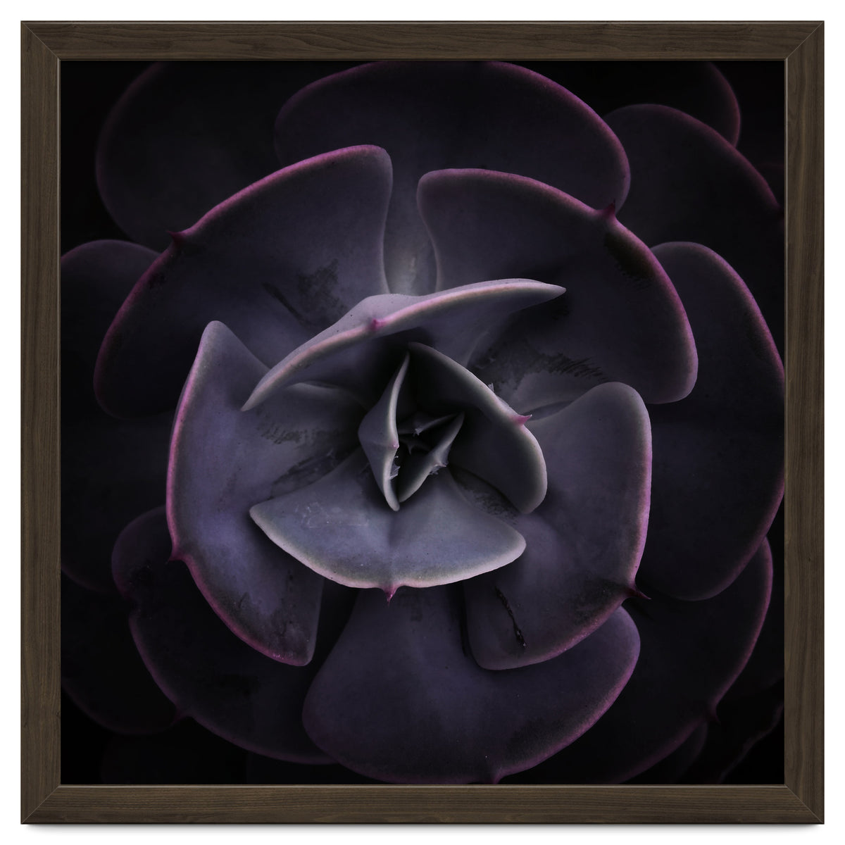 DARKSIDE OF SUCCULENTS VIII