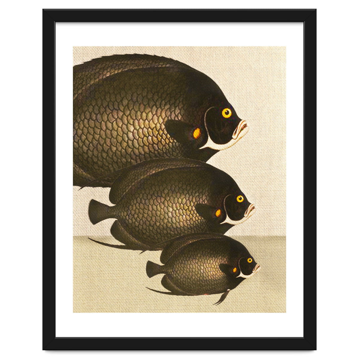 Fish Classic Designs 11