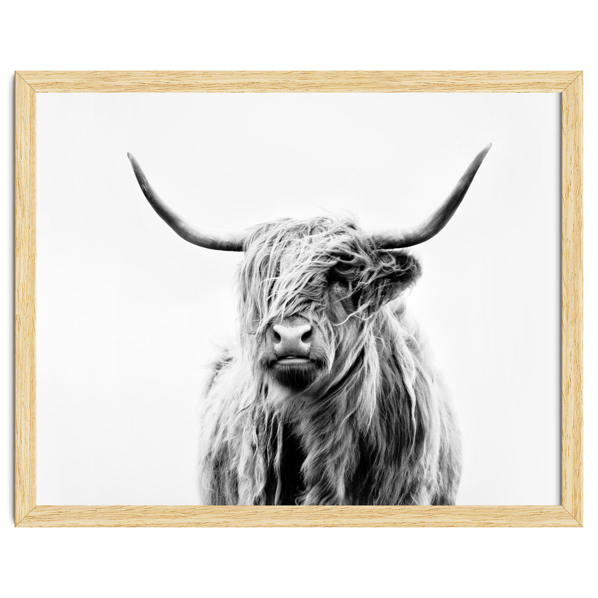 Portrait of a Highland Cow II