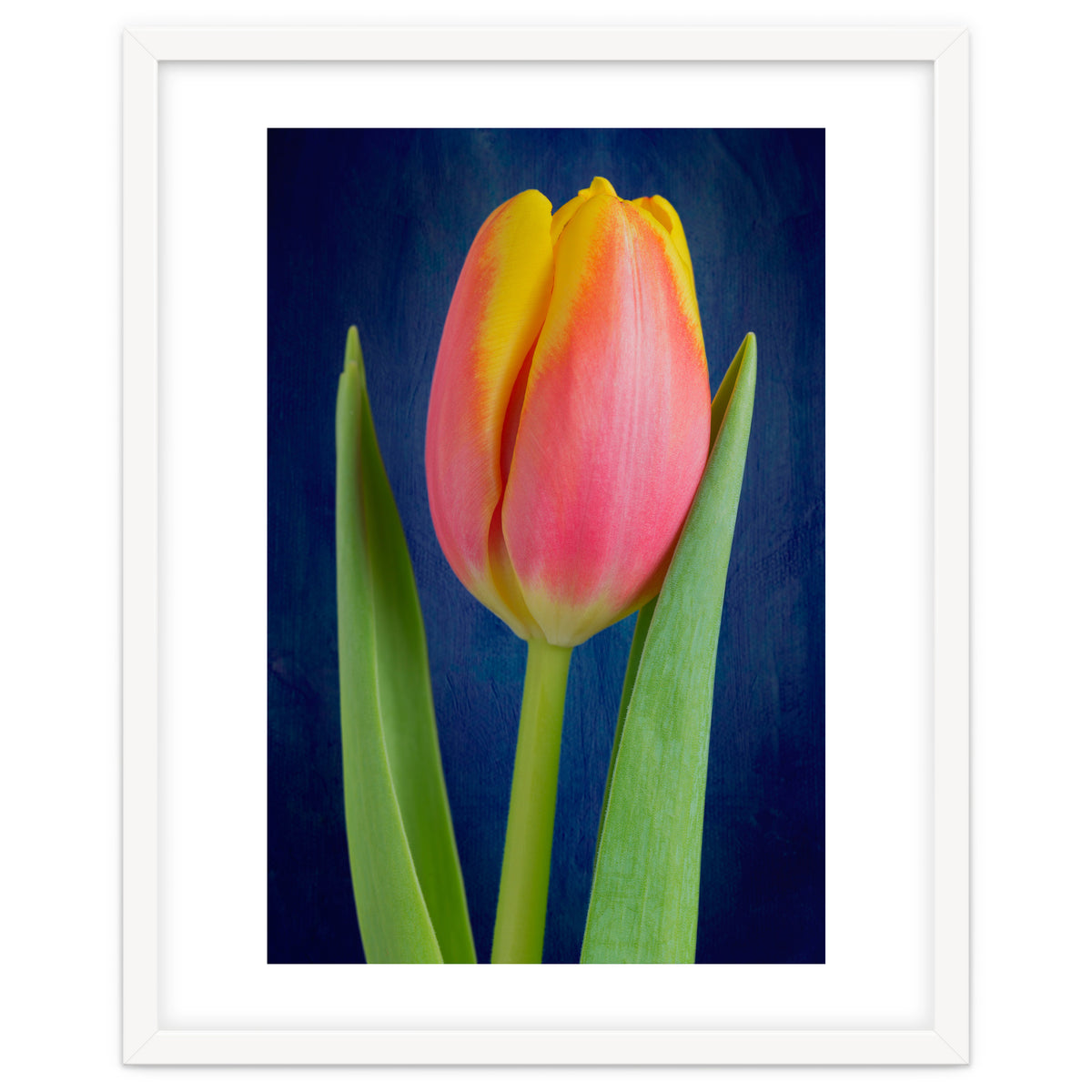 Tulip
