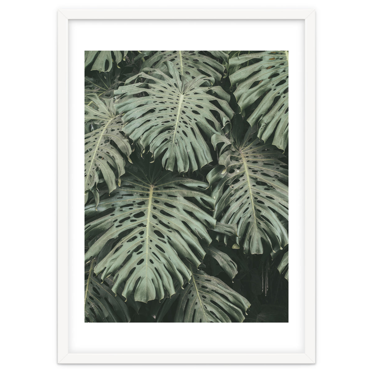 MONSTERA LEAVES
