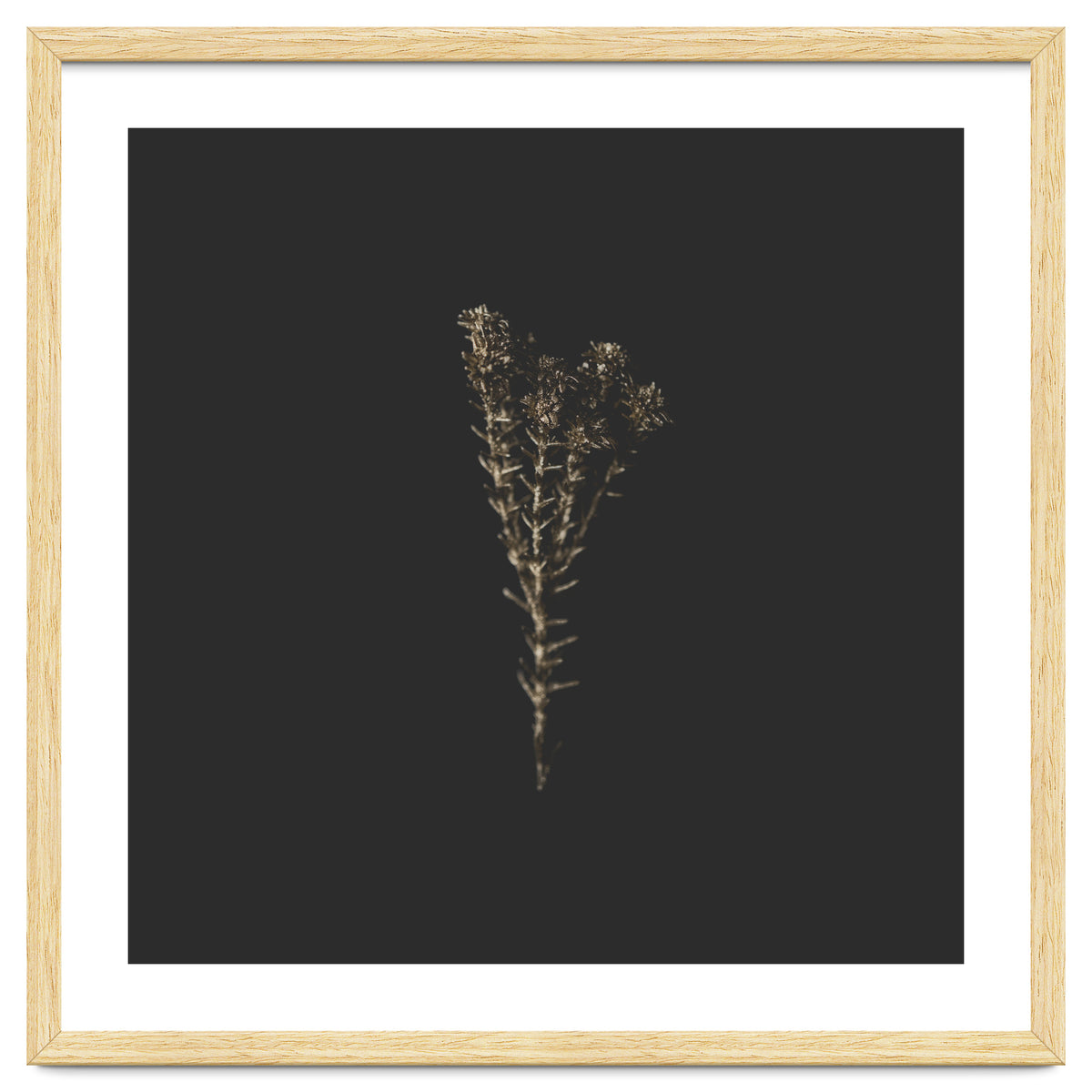 Moody Golden Botanicals - Square