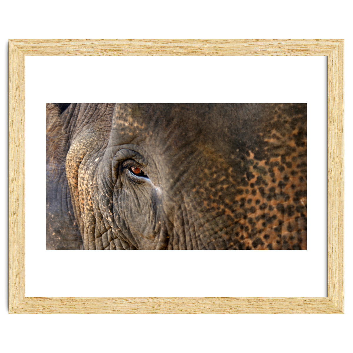 Face To Face - Elephant eye