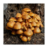 Tree Fungi  (Print Only) thumbnail