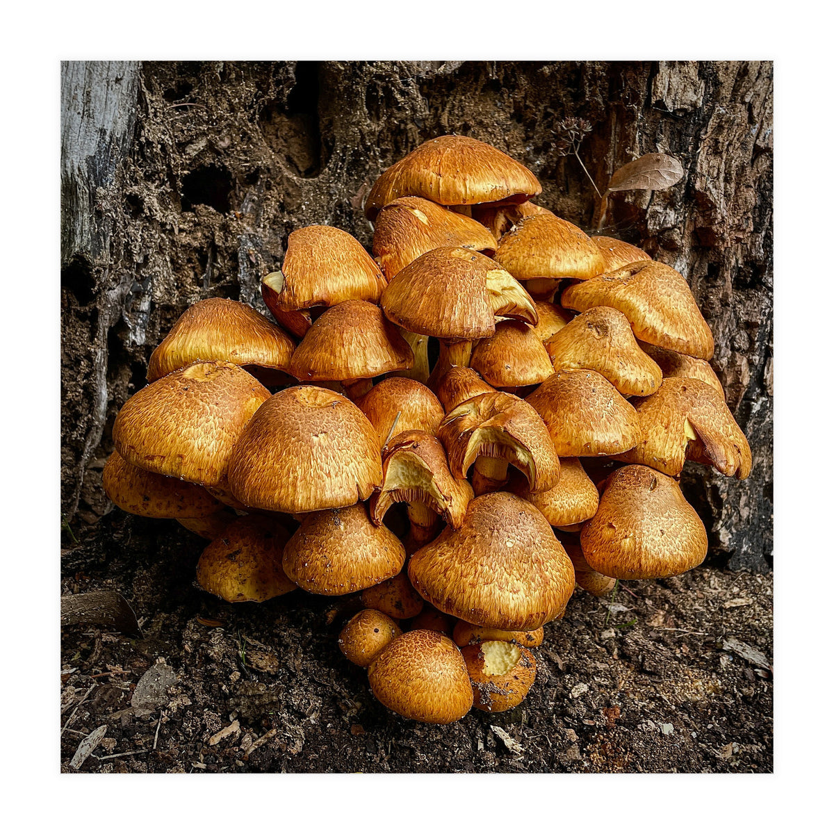 Tree Fungi  (Print Only)